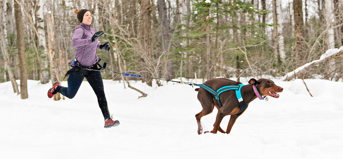 Canicross Sled Dogs Pulling the Young Womanin winter season