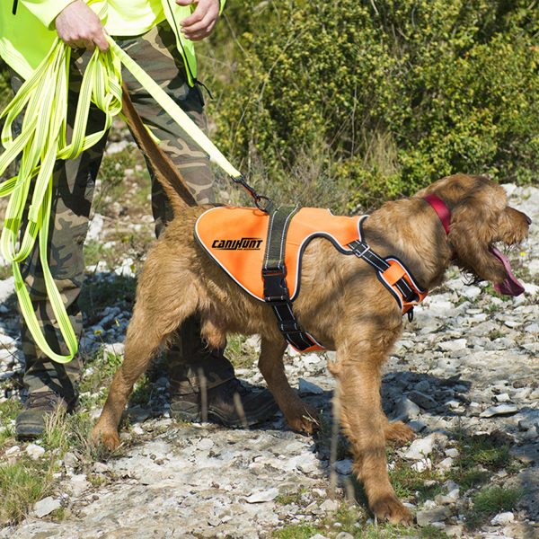 Photo d'un chien avec son harnais orange CANIHUNT et la longe avec amortie jaune de la même marque vue de près