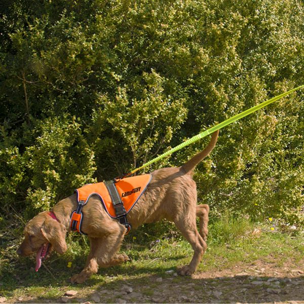 Photo d'un chien avec son harnais orange CANIHUNT et la longe avec amortie jaune de la même marque