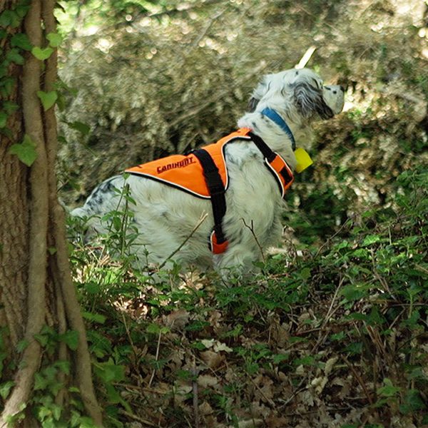 Photo d'un chien de chasse avec son harnais de la gamme CANIHUNT dans la forêt