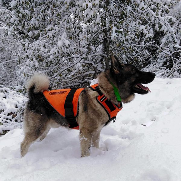 Photo d'un chien avec son harnais de la gamme CANIHUNT dans la neige