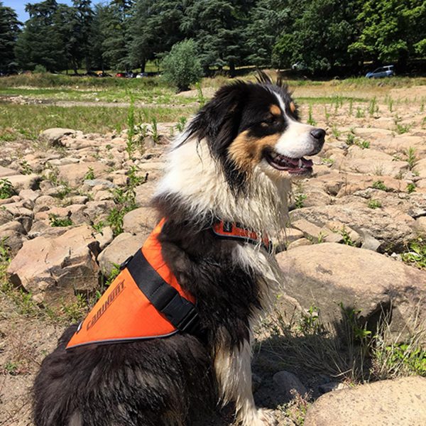 Photo d'un chien avec son harnais de la gamme CANIHUNT