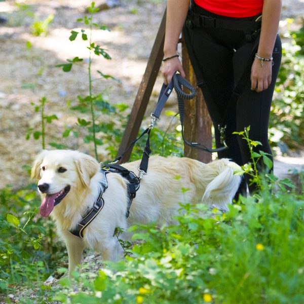 Photo d'un chien et son maître équipé du matériel harnais et laisse de la gamme idog