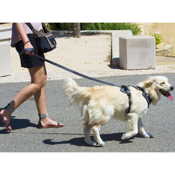 Photo d'un maître et son chien en promenade avec un équipement de la marque idog