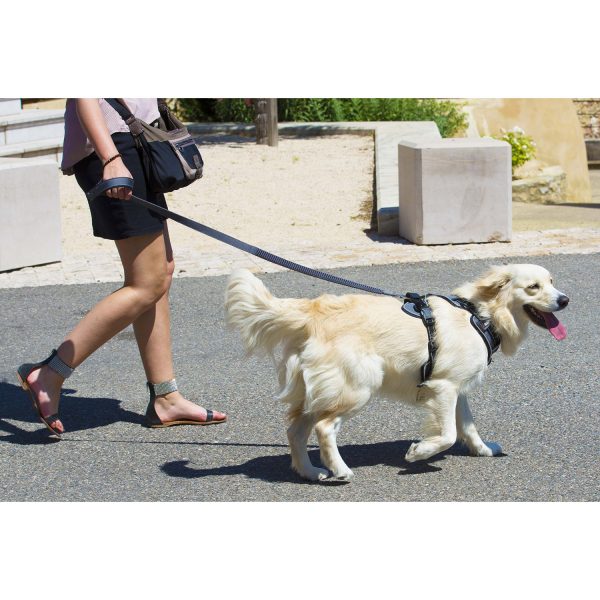 Photo d'un maître et son chien en promenade avec un équipement de la marque idog
