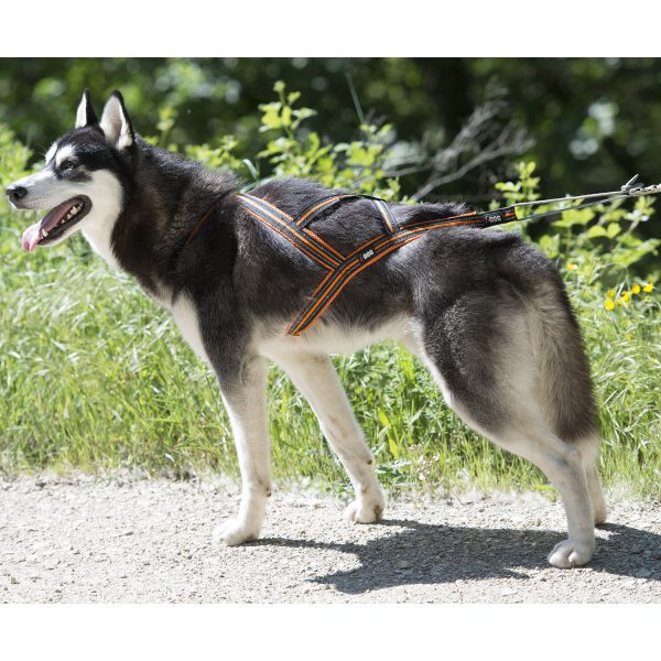Photo d'un chien Husky équipé d'un harnais de la marque idog, vue de profil