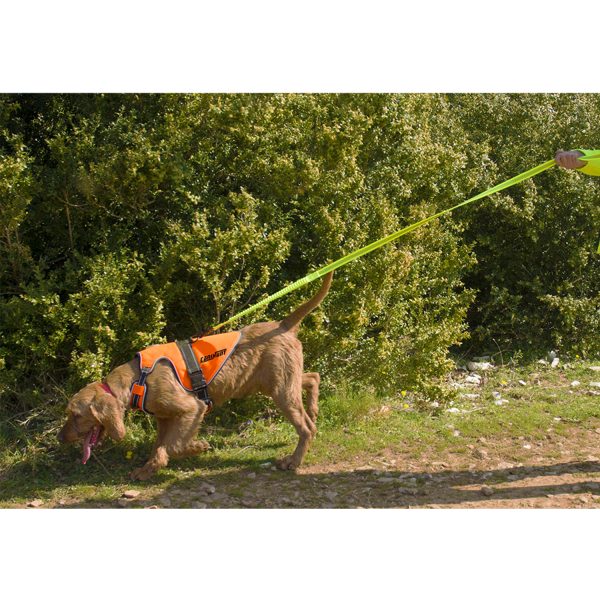 Harnais pour chien de chasse et laisse technique marque CANIHNUT