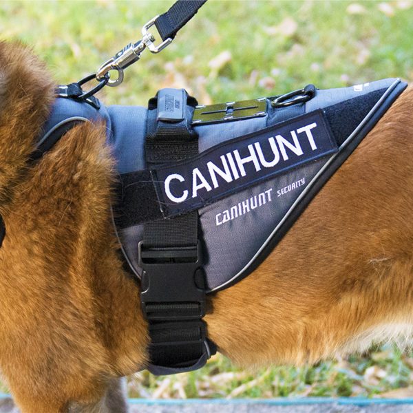 Photo de profil d'un chien portant un Harnais technique de la marque CANIHUNT gamme Security